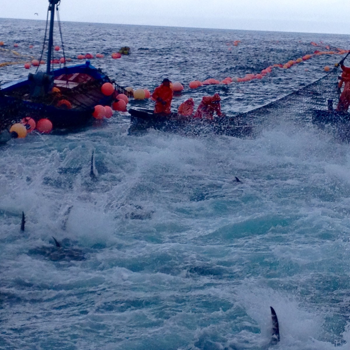 ¡Qué arte el del&nbsp;atún!